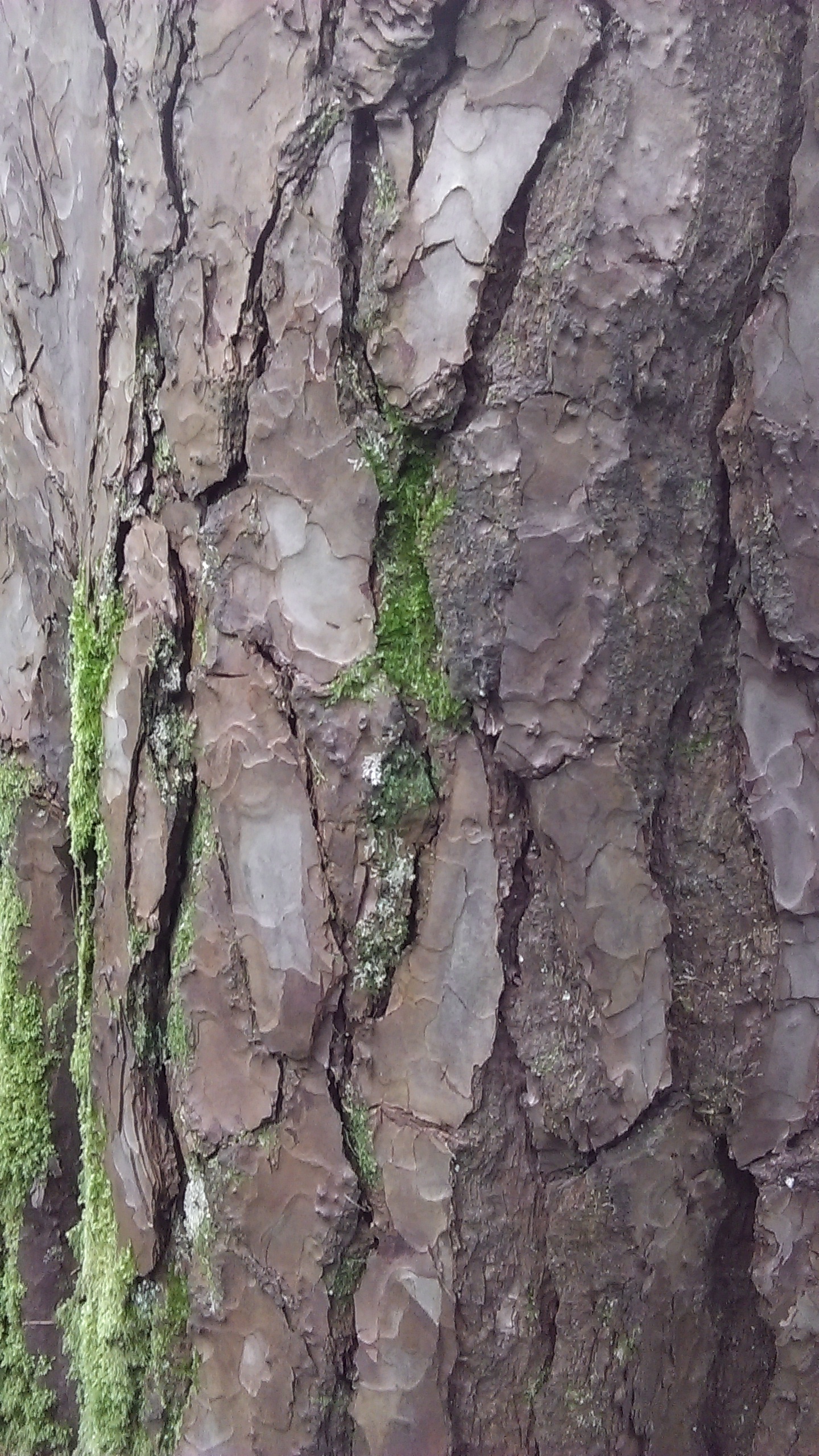Photograph of close up of tree bark