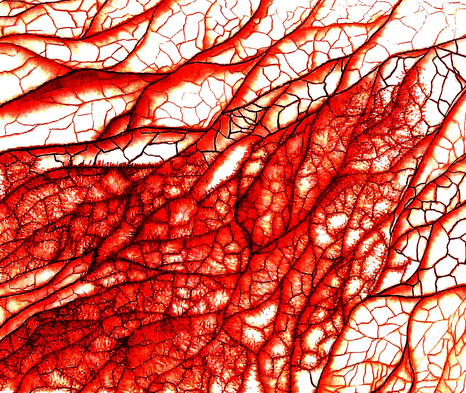 Manipulated photograph of a charcoal drawing resembling a close up of skin cells