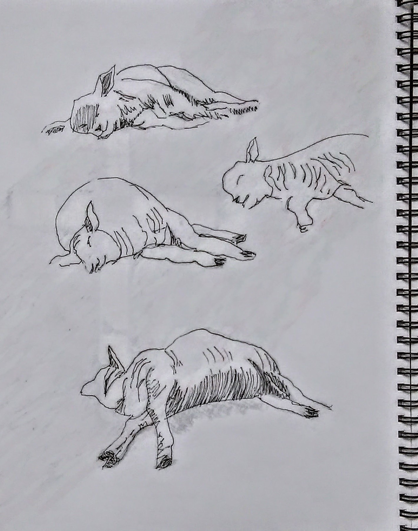 Sketchbook drawings of sheep lying on the ground
