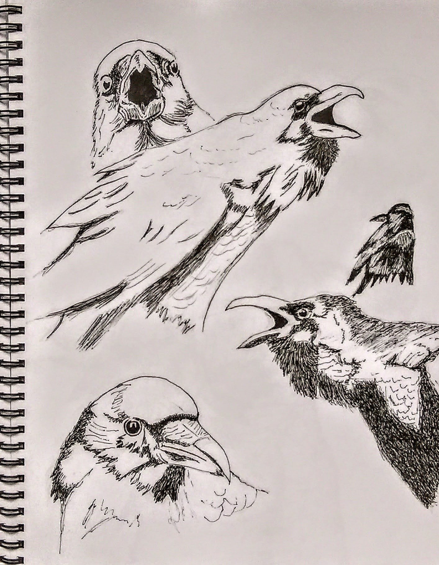 Sketchbook drawings of crows in different positions